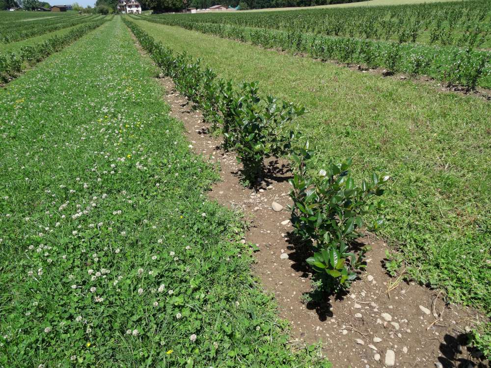 Aronia Jungpflanzen auf dem Feld