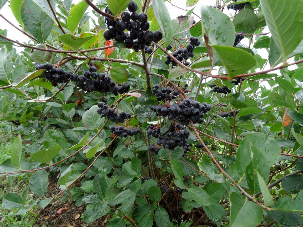 Aroniabeeren am Strauch