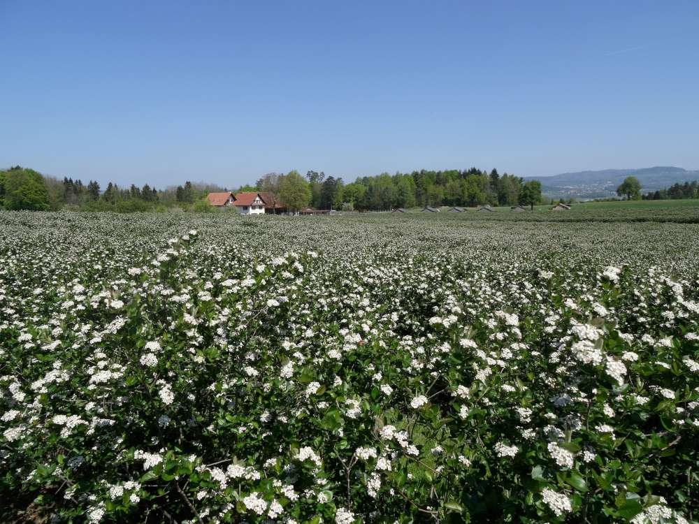 Blick auf ein Aroniafeld in voller Blüte