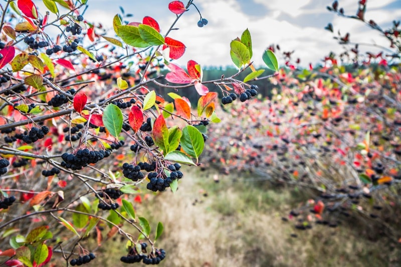 Aroniastrauch im Herbst