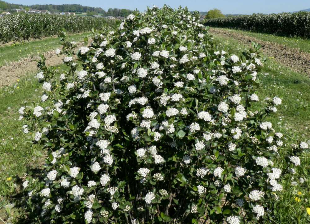 Aroniastrauch In Vollblüte