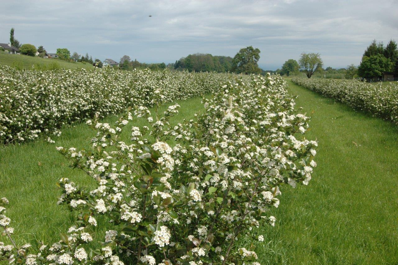 Aronia blühend In Neukirch Egnach